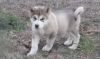 Quality Siberian Huskies For A Good Homes text us via (817) 617-8625